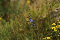 Salvia reptans