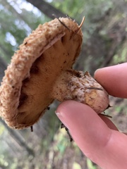 Suillus lakei