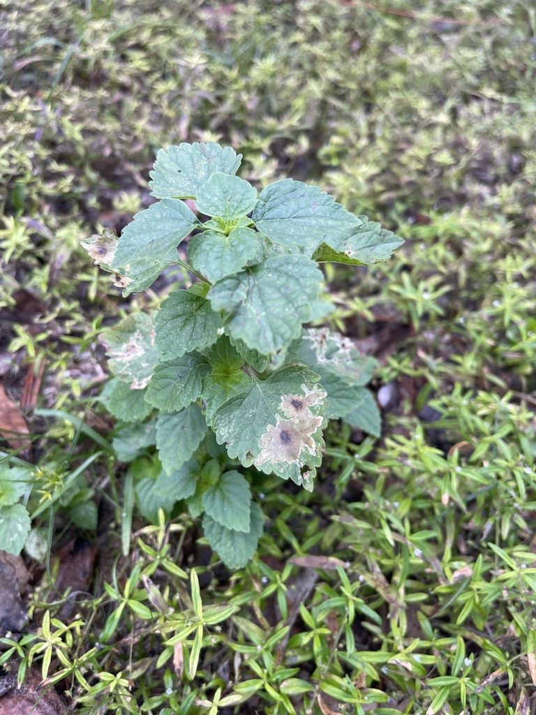 Calycomyza hyptidis