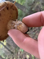 Suillus lakei