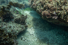 Orectolobus maculatus