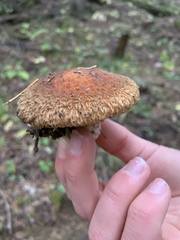 Suillus lakei