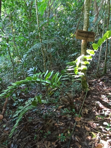 Zamia huilensis