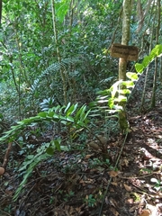 Zamia huilensis