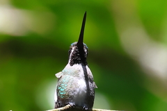 Heliomaster longirostris