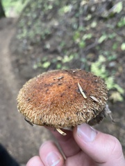 Suillus lakei