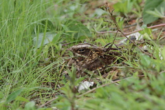 Caprimulgus asiaticus