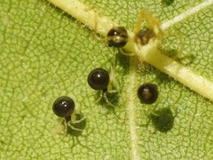 Theridula