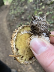 Suillus lakei