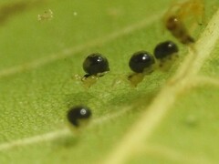 Theridula