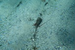Sagmariasus verreauxi