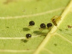 Theridula