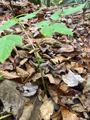 Aegopodium