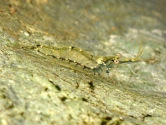 Caridina