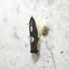 Diedrocephala variegata