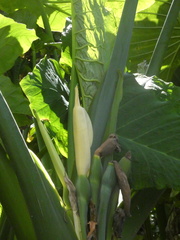 Xanthosoma robustum
