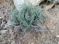 Pellaea mucronata mucronata