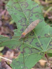 Platytipula