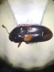 Dacne quadrimaculata