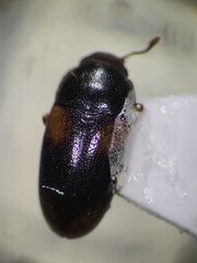 Dacne quadrimaculata