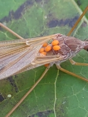 Platytipula