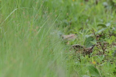 Caprimulgus asiaticus