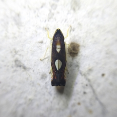 Diedrocephala variegata