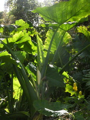 Xanthosoma robustum