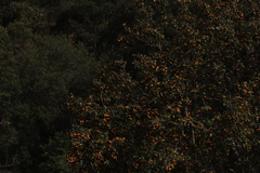 Crataegus mexicana