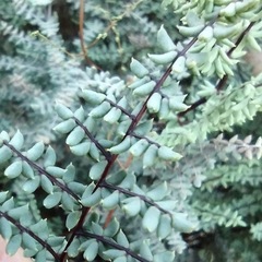 Pellaea mucronata mucronata