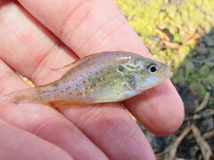 Lepomis humilis