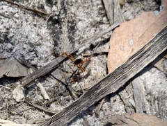 Leptomyrmex