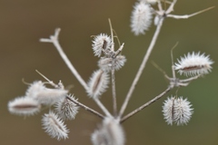 Torilis arvensis