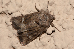 Lacinipolia stricta