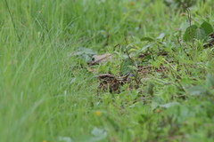 Caprimulgus asiaticus