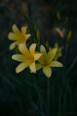 Hemerocallis minor