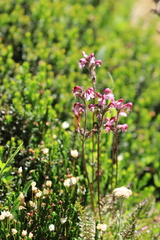Pedicularis ornithorhynchos