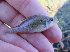 Lepomis humilis
