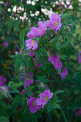 Rosa majalis
