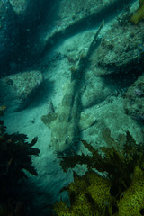 Orectolobus maculatus