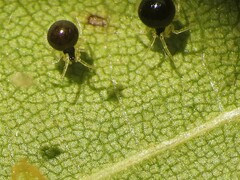 Theridula