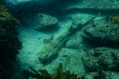 Orectolobus maculatus