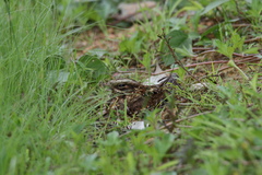 Caprimulgus asiaticus