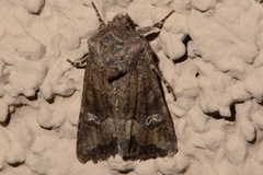 Lacinipolia stricta