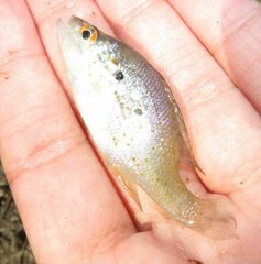 Lepomis humilis