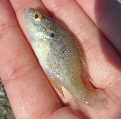 Lepomis humilis