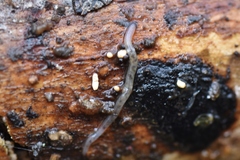 Enchytraeidae