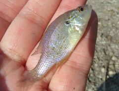 Lepomis humilis