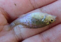 Lepomis humilis