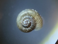 Paralaoma servilis